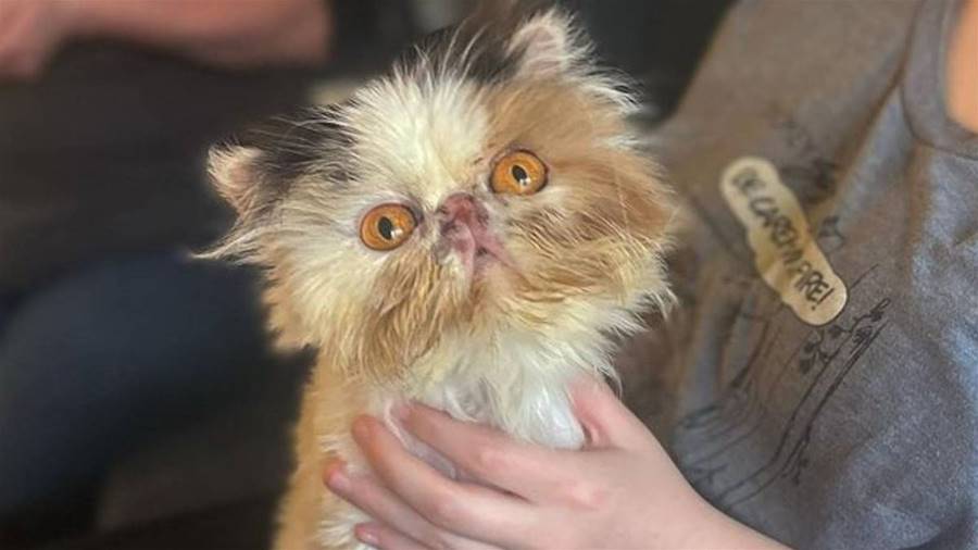 Helping Henrietta Breathe Surgery for Stenotic Nares in Persian Cats