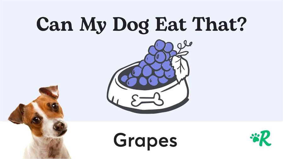 Are Grapes Really Safe for Dogs' Consumption?