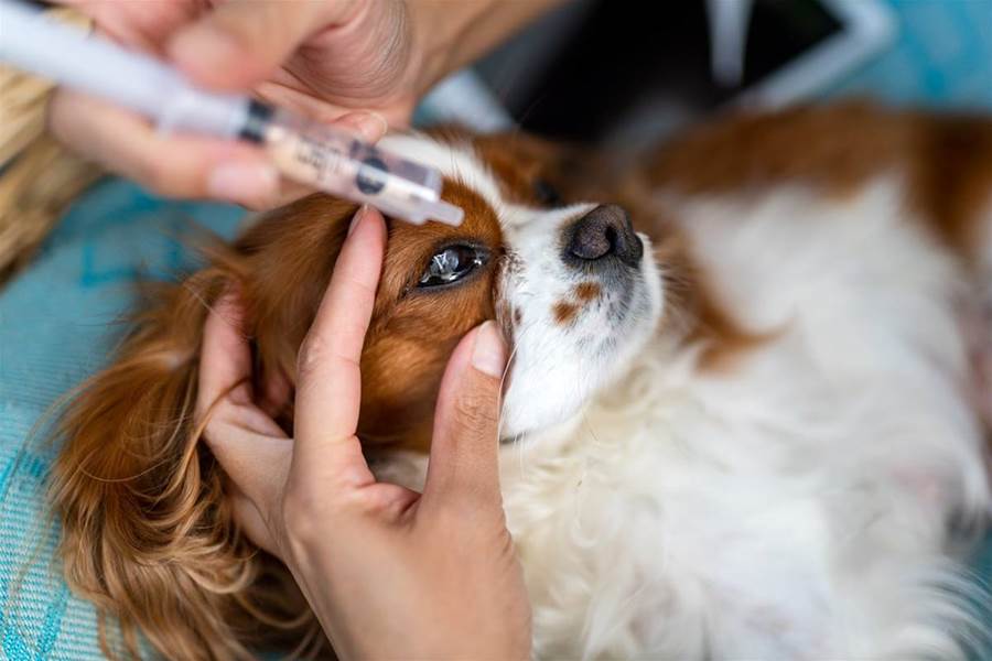 Dog Eye Infection Symptoms, Causes, and Treatment