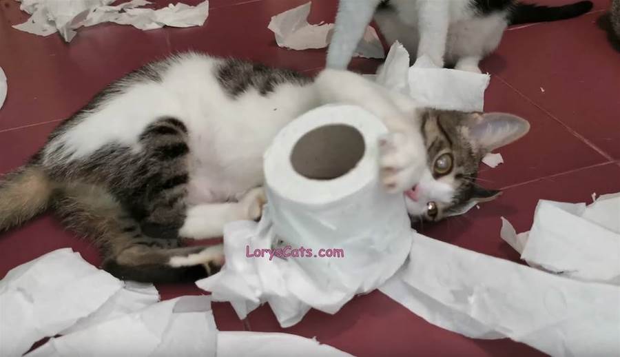 Cats Shredding Toilet Paper