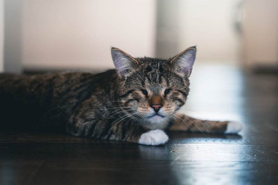 Precious way blind cat searches for owner goes viral "Never gets old"
