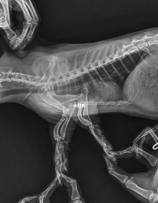 "Legs Too Short for Xray! Cat Owner Uses Fingertips to Struggle and
