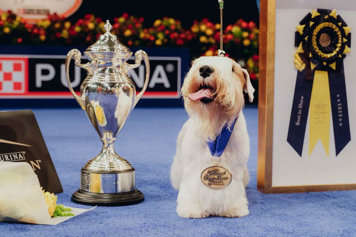 Stache the Sealyham Terrier Wins Best in Show at the 2023 National Dog Show