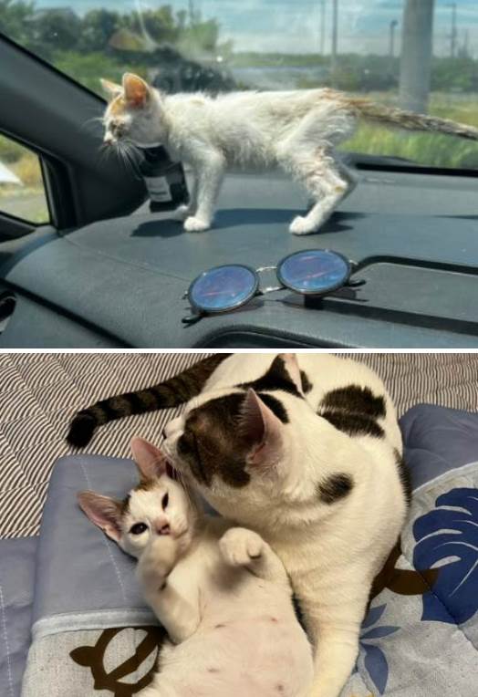 Netizen Tries to Chase Away Bees, But a Dying Stray Cat Jumps In I Can